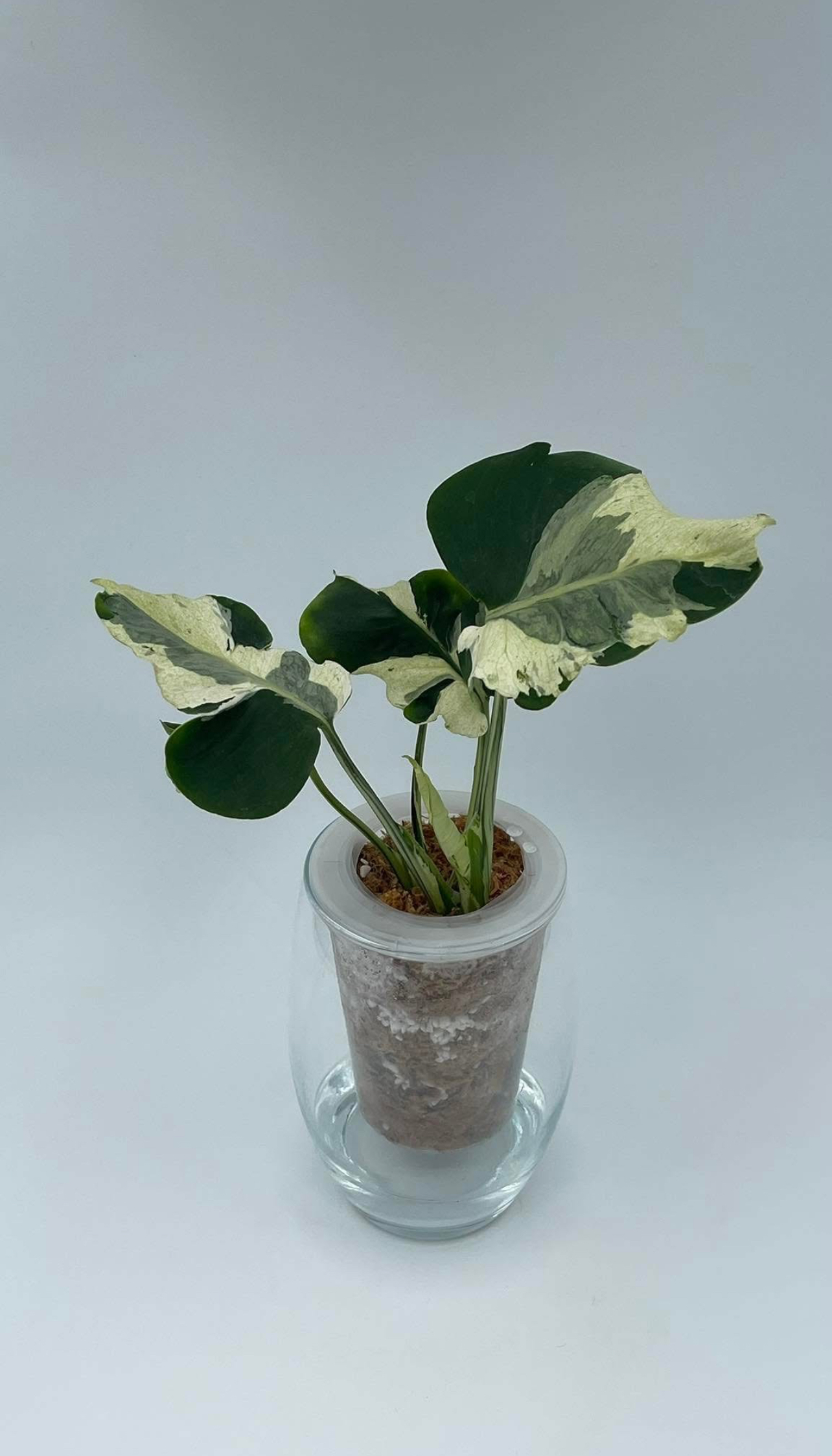 Monstera Deliciosa Lava Contorta / White Melancholy Variegated