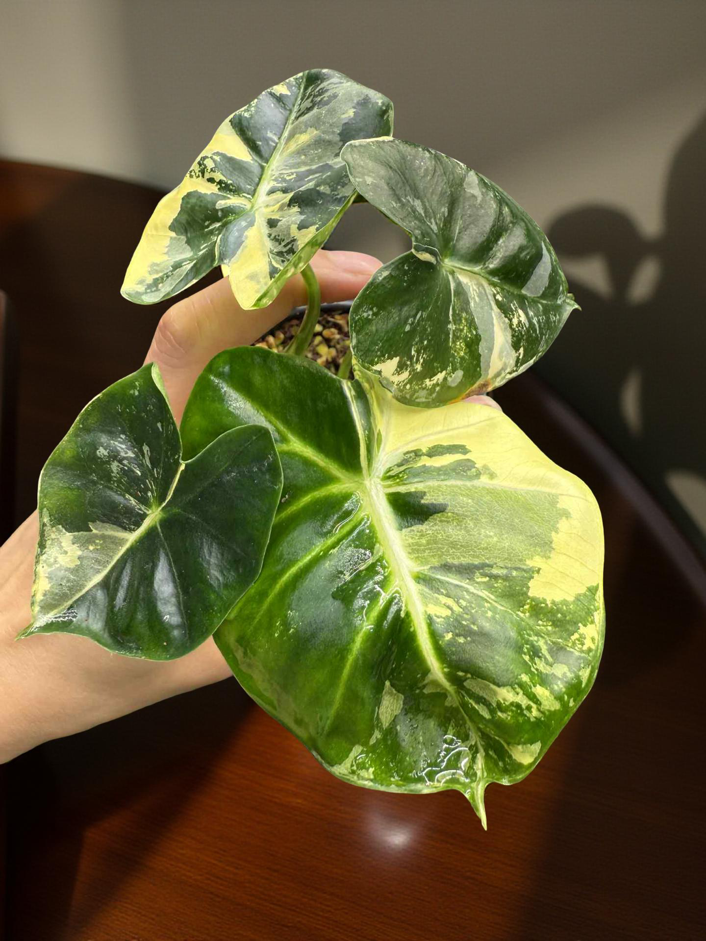 Alocasia London Eye Albo 2 Variegated