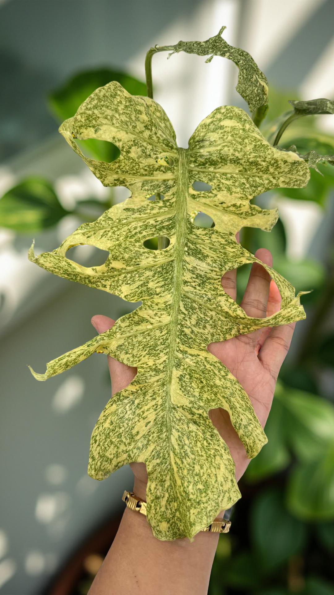 Monstera Cassiopeia