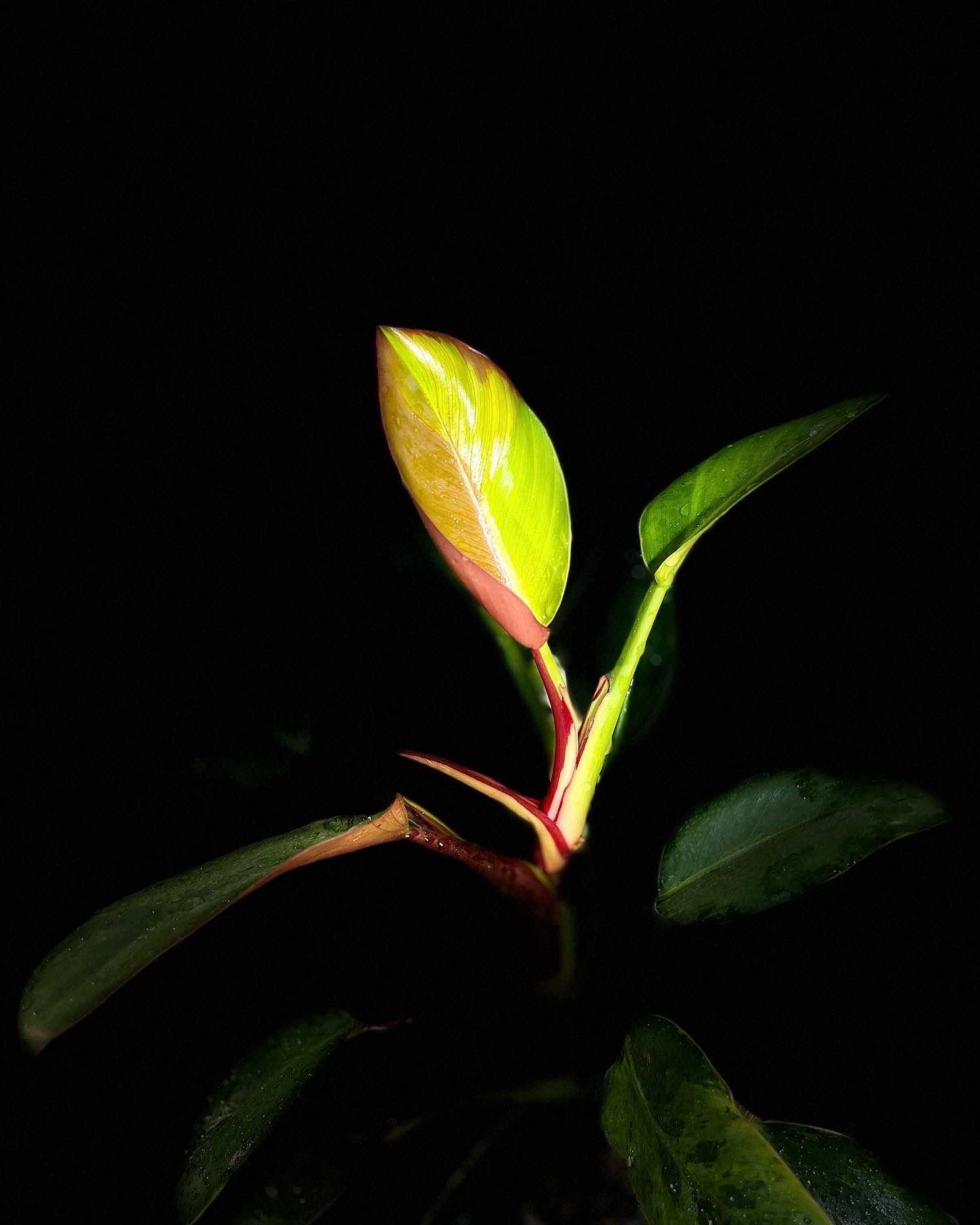 Winkelmandje Panya's Variegated Plants