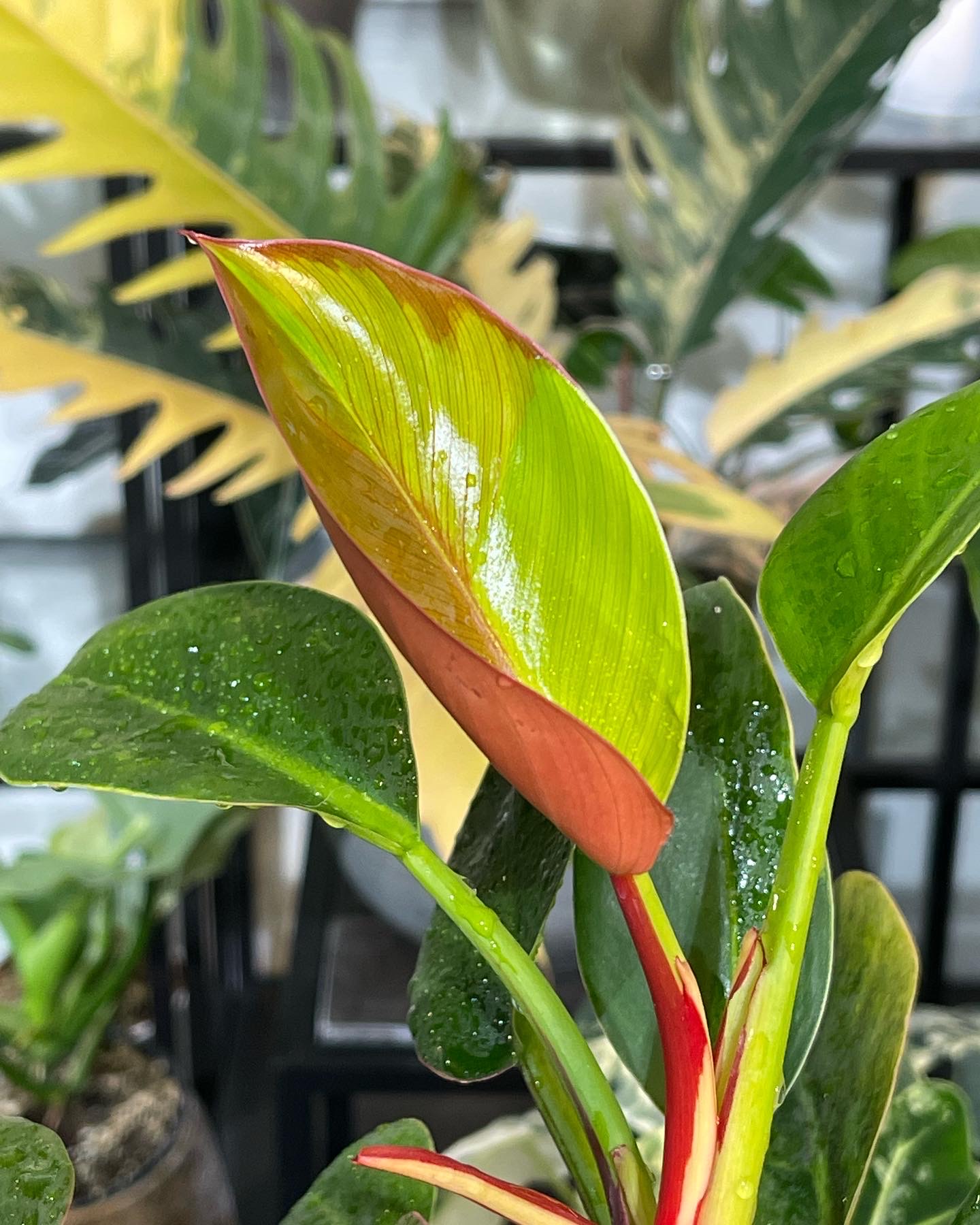 Winkelmandje Panya's Variegated Plants